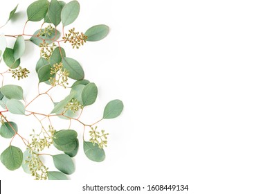 Leaves eucalyptus frame borders, with fruits in the form of berries on white background with empty space for text. Flat lay, top view. floral concept - Shutterstock ID 1608449134