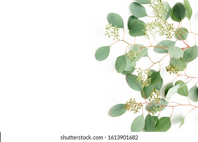 Leaves eucalyptus with fruits in the form of berries on white background with empty space for text. Flat lay, top view. floral concept - Shutterstock ID 1613901682