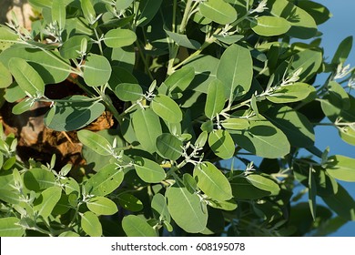 Leaves Of Eucalyptus Globulus Labill Tree.