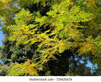 Leaves Of The European Ash In Autumn