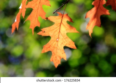 182,429 Red oak leaf Images, Stock Photos & Vectors | Shutterstock