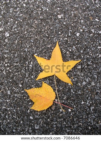 Similar – Image, Stock Photo fallen stars Autumn Leaf