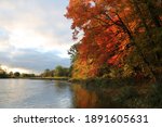 The leaves of a Fall maple tree illuminated by the rising sun, beside the Grand River, in Kitchener, Ontario, Canada.