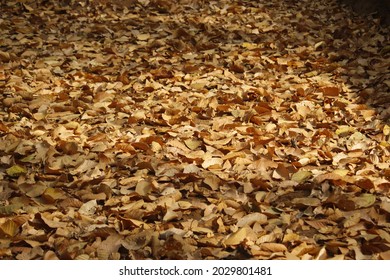 leaves fall off trees when they aren't doing their job any more. A leaf's job is to turn sunlight into food for the tree but during autumn season tree Shedds their leaves.