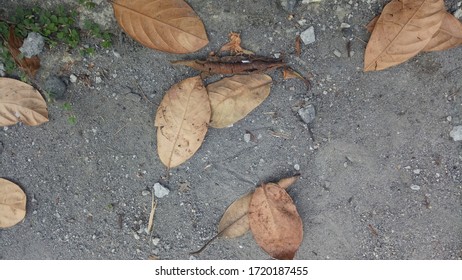 leaves fall on the ground