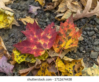 Leaves In The Fall In Rockefeller Estate