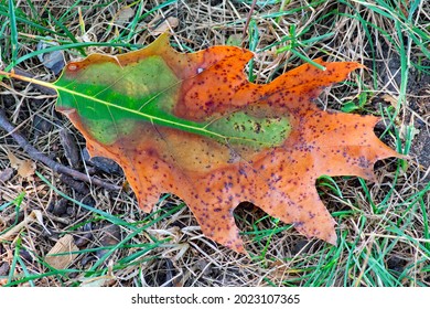 The leaves are falling off the trees and drying out which changes the color gaging the change of the summer season transitioning to autumn.  This particular leaf was found in Ironville Park
