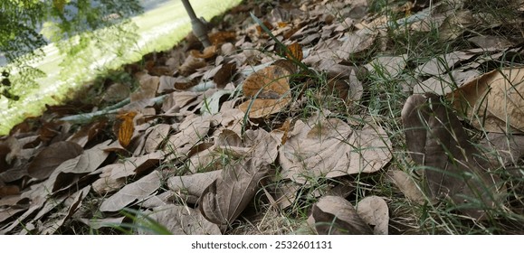 Leaves Falling From Trees Image
