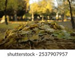 Leaves fell on a stack of hay, in a park with yellow leaves, autumn mood