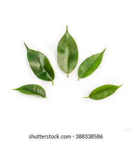 Leaves of a ficus tree on a blank clean sheet of paper