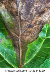 The leaves of Fiddle leaf fig is a disease incomplete isolated on white background. Ficus Iyrata. Dry leaf