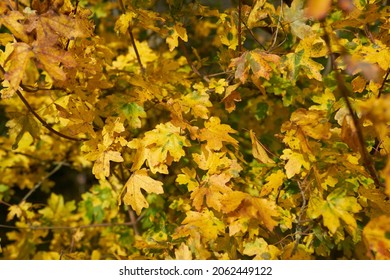   Blätter einer Ahornpflanze (Acer Campestre) mit Herbstfärbung                             