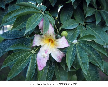 Leaves And Flower Of Silk Floss Tree.