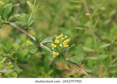 leaves, flowering and bud of berberis aristata