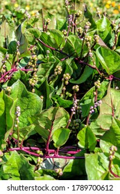 Leaves and flowers of edible perennial vine Basella alba 'Rubra' known under various common names, including Malabar spinach, vine spinach and Ceylon spinach.