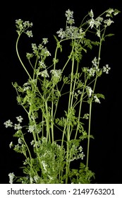 Leaves And Flowers Of Garden Chervil  Anthriscus Cerefolium