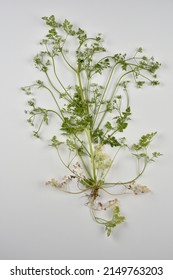 Leaves And Flowers Of Garden Chervil  On White Background