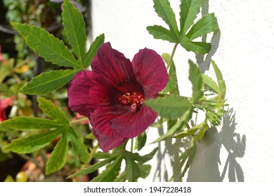 Leaves and flowers of Kenaf or hibiscus cannabinus, also called Deccan Hemp. Plant for medicinal and culinary use. In Brazil popularly known as "Flor da Jamaica" or "Vinagreira".Unconventional food.