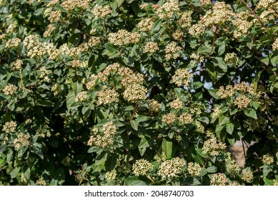Leaves and flowers of Laurustinus, Viburnum tinus. It is a species of flowering plant in the family Adoxaceae, native to the Mediterranean area of Europe and North Africa
