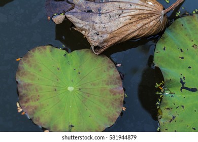 Leaves and flowers of lotus withered and dried on the pond in garden background
