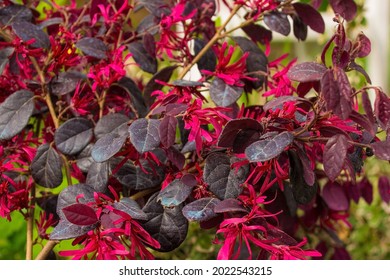 Leaves and flowers on a Loropetalum Chinense plant growing in north east Italy. This evergreen shrub is commonly known as Loropetalum, Chinese Fringe Flower or Strap Flower