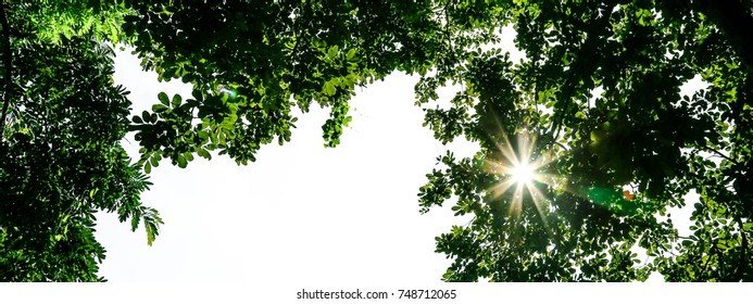 Foreground Trees Images, Stock Photos & Vectors | Shutterstock