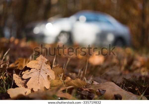 leaves in the forest\
and car in background