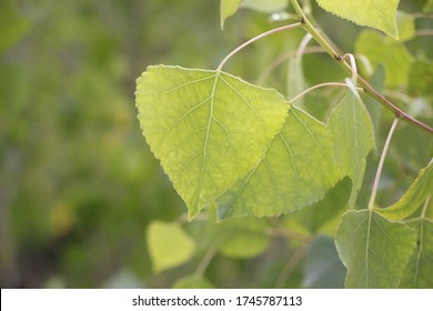 Leaves Of The Fremont Cottonwood