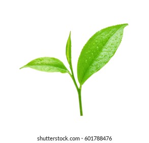 leaves Fresh green tea with drops of water isolated on white background.