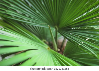 Leaves and fresh shoots of a dwarf palm.