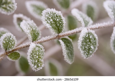 Leaves With Frost And Ice Cristals