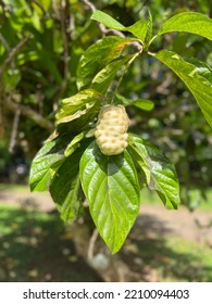 Leaves And Fruit Of The Indian Mulberry Tree