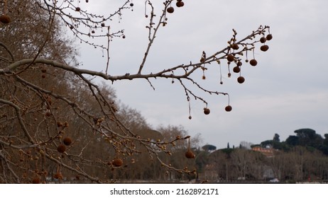 Leaves And Fruits Of American Sycamore Plane Tree