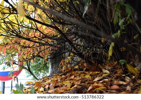 Similar – Foto Bild Herbstlicher Park Natur