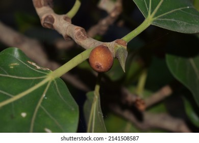 Leaves And Fruits Of Indian Banyan (Ficus Benghalensis)