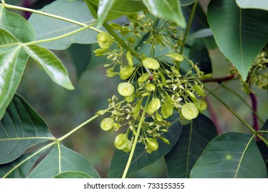 45 Ptelea Trifoliata Tree Images, Stock Photos & Vectors | Shutterstock