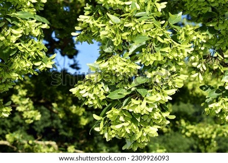 Leaves and fruits of trident maple (Acer buergerianum).      