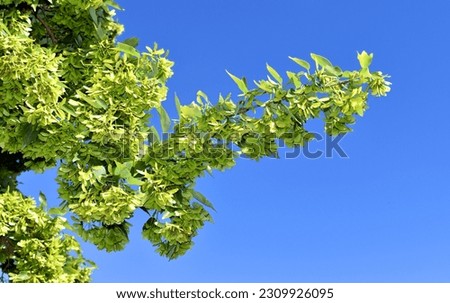 Leaves and fruits of trident maple (Acer buergerianum).      