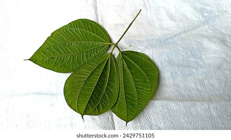 The leaves of Gadung (Dioscorea hispida) are green in an inverted position on a white base