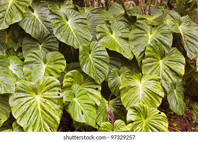 Leaves Of A Giant Arum In The Rainforest Understory, Ecuador