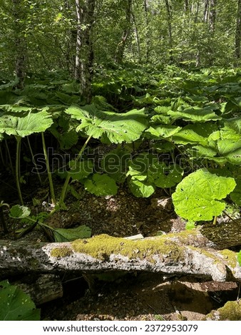 The leaves of the giant burdock create a shadow on the forest clearing