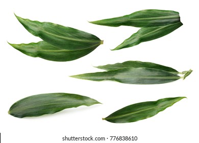 Leaves Of Ginger Isolated. 