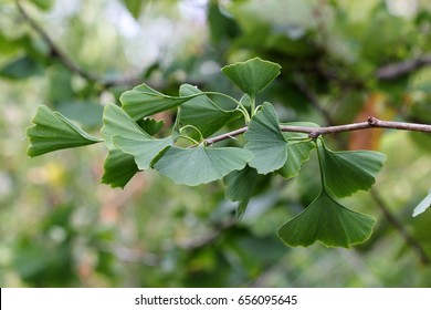 The Leaves Of Gingko Biloba