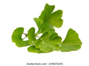 Leaves From Ginkgo Tree Isolated On White Background