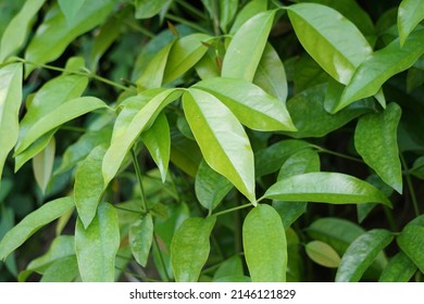 The leaves of gnetum gnemon (also called gnemon, melinjo, belinjo, kuliat, culiat, bago, bigo and padi oats, paddy oats) leaves with a natural background