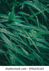 Leaves Of Grass In Drops, Forest Rain 