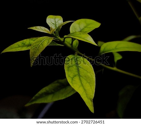 Leaves are green, flat structures that grow from plant stems, crucial for photosynthesis, converting sunlight into energy. They vary in shape, size, and color, and have a network of veins for transpor