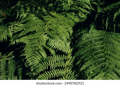 Leaves of green fresh forest fern close-up. Natural green background, top view, selective focus - Powered by Shutterstock