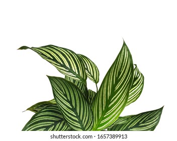 Leaves Green Isolated On White Background With Copy Space.Calathea Freddie,green And Surface Pattern Bright And Beautiful