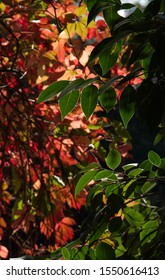 Leaves Of Green, Red And Orange Backlit By Brilliant Sunshine In The Autumn.